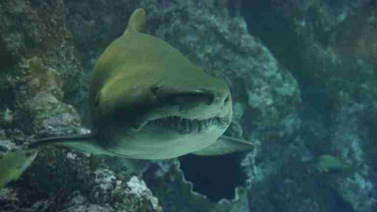 shark, teeth, nature