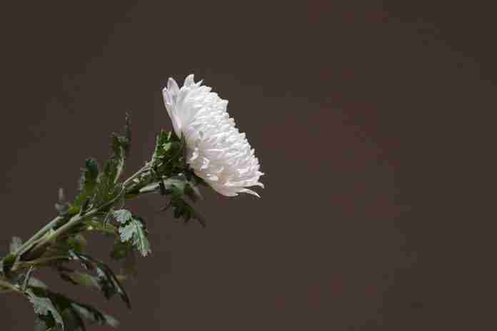 chrysanthemum, white chrysanthemum, wreath