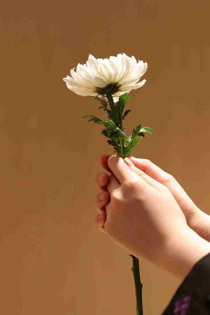 chrysanthemum, white chrysanthemum, wreath